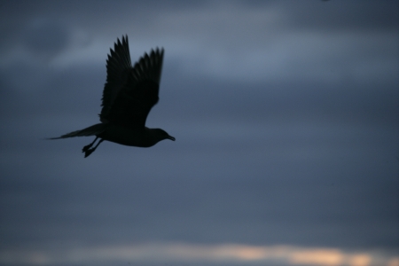 Arctic skua, Stercorarius parasiticus, single bird in flight, Norwayの写真素材