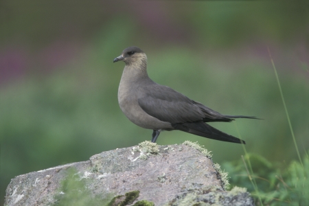Arctic skua, Stercorarius parasiticus, dark phase, single bird on rock, Handa Scotlandの写真素材
