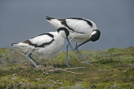 Avocet, Recurvirostra avosetta, two birds by nest, Texal, Holland, May 2005  の写真素材