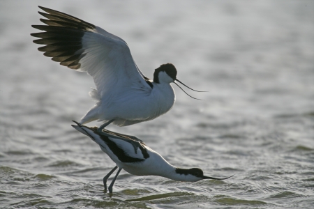 Avocet, Recurvirostra avosetta, pair mating, Texal, Holland, May 2005  の写真素材