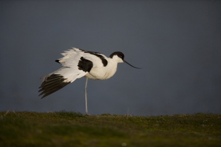 Avocet, Recurvirostra avosetta, single bird by water, Texal, Holland, May 2005の写真素材