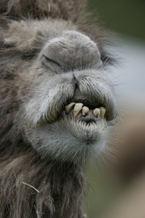 Bactrian camel, Camelus bactrianus, close up of teeth            の写真素材