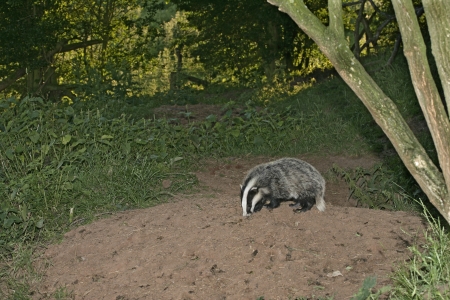 Badger, Meles meles, single mammal, UKの写真素材