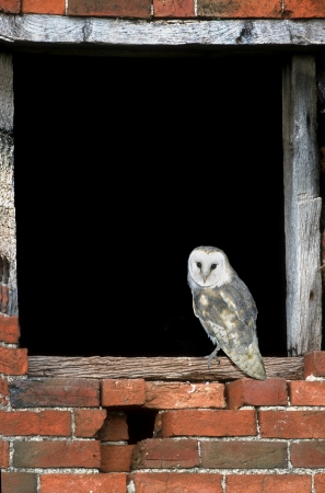 Barn owl, Tyto alba, single bird at window,                  の写真素材