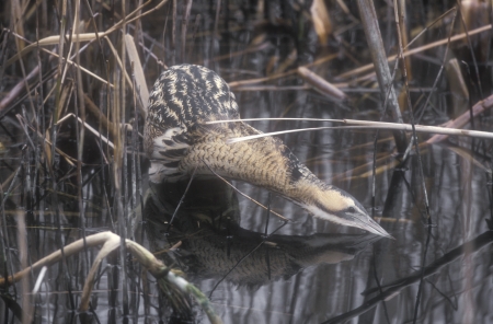 Bittern, Botaurus stellaris, single bird in water, の写真素材
