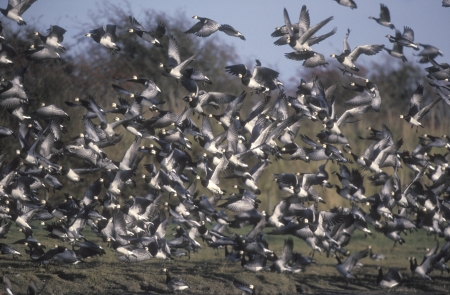Barnacle goose, Branta leucopsis, group birds in flight,             Scotlandの写真素材