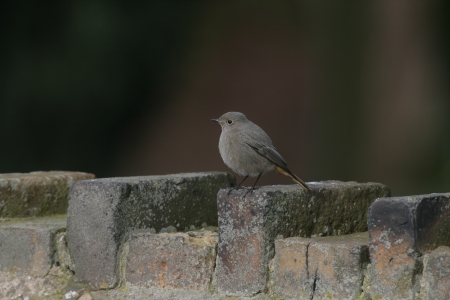 Black redstart, Phoenicurus ochruros, single female on wall, winter, Staffordshire, UK