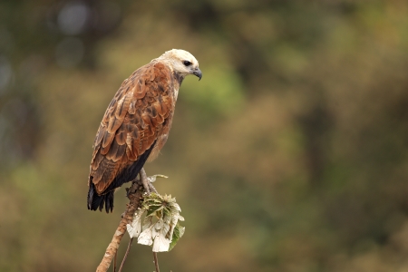 Black-collared hawk, Busarellus nigricollis, single bird on branch, Brazilの写真素材