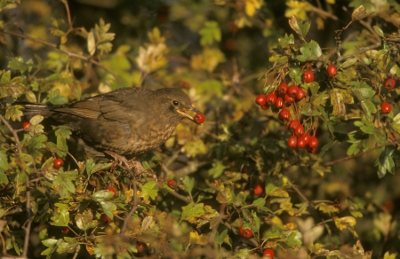 Blackbird, Turdus merula, single female on hawthorn    の写真素材