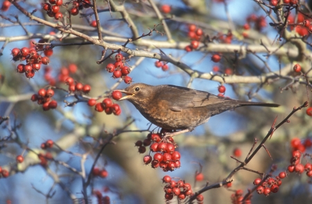 Blackbird, Turdus merula, single female on hawthorn    の写真素材