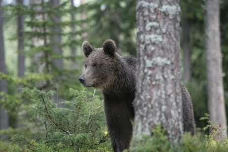 European brown bear, Ursus arctos arctos, single mammal in woodland, Finlandの写真素材