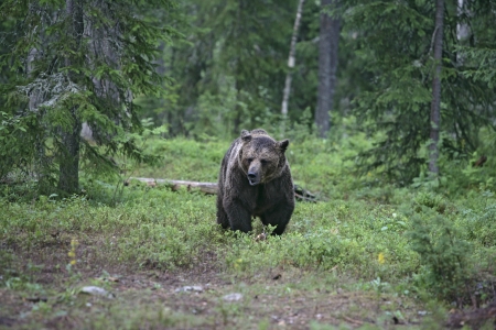 European brown bear, Ursus arctos arctos, single mammal in woodland, Finland