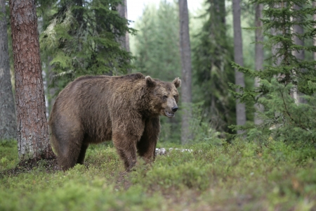 European brown bear, Ursus arctos arctos, single mammal in woodland, Finland