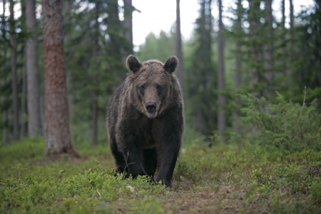 European brown bear, Ursus arctos arctos, single mammal in woodland, Finland