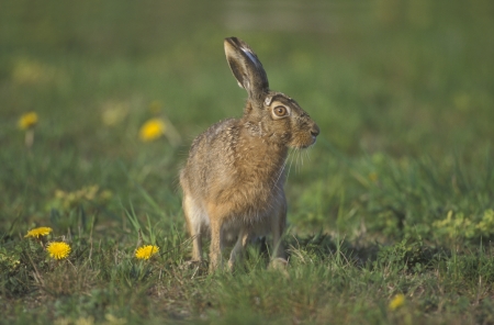 Brown hare, Lepus europaeus, single mammal on grass