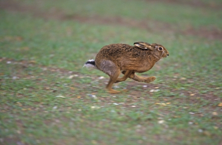 Brown hare, Lepus europaeus, singe hare runningの写真素材