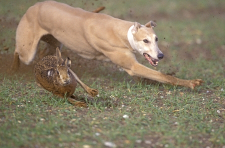 Brown hare, Lepus europaeus, Hare couring eventの写真素材