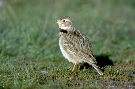 Calandra lark, Melanocorypha calandra, single bird on grass, Bulgariaの写真素材