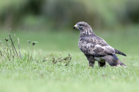 Common buzzard, Buteo buteo, single bird on ground, Walesの写真素材