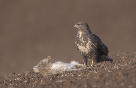 Common buzzard, Buteo buteo, single bird on ground, Walesの写真素材