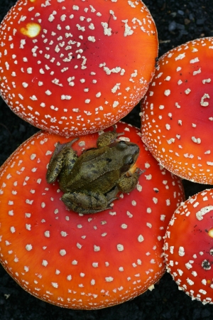 Common frog, Rana temporaria, single reptile on toadstool               の写真素材