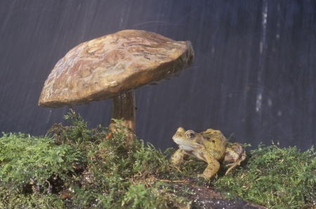 Common frog, Rana temporaria, single reptile under toadstool               の写真素材