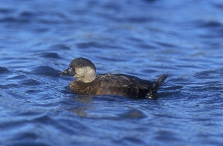 Common scoter, Melanitta nigra, single bird on water      の写真素材