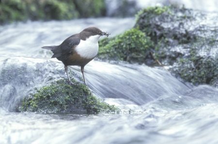 Dipper, Cinclus cinclus, single bird by water, Derbyshire