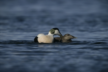 Eider duck, Somateria mollissima, pair matingの写真素材