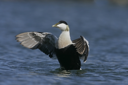 Eider duck, Somateria mollissima, group of females with youngの写真素材