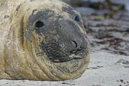 Southern elephant seal, Mirounga leonina, single mammal on beach, Falklandsの写真素材
