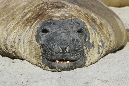 Southern elephant seal, Mirounga leonina, single mammal on beach, Falklandsの写真素材