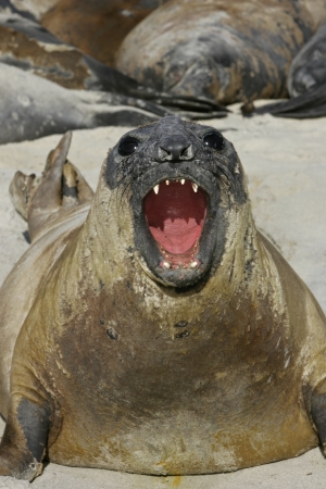 Southern elephant seal, Mirounga leonina, single mammal on beach, Falklandsの写真素材
