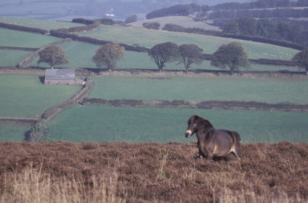 Exmoor pony, single mammal on moor, Devonの写真素材