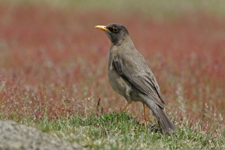Falklands thrush, Turdus falcklandii falcklandii, single bird on ground,Falklands の写真素材
