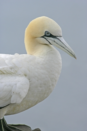Gannet, Sula bassana, close up head shot, Scotland                  の写真素材