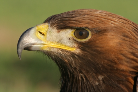 Golden eagle, Aquila chrysaetos, single bird head shot