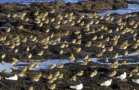 Golden plover, Pluvialis apricaria, large flock           の写真素材