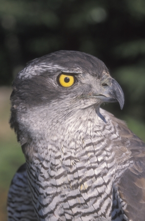 Goshawk, Accipiter gentilis, single bird head shot     の写真素材
