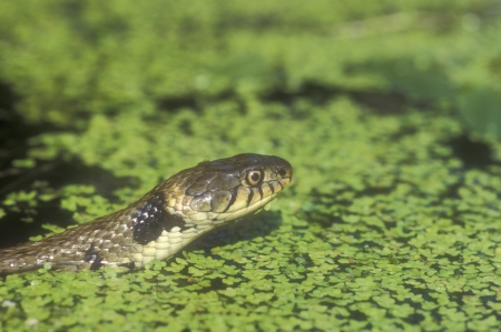Grass snake, Natrix natrix, single reptile in waterの写真素材