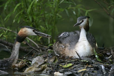 Great-crested grebe, Podiceps cristatus, on nest with young, Worcestershireの写真素材