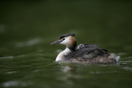 Great-crested grebe, Podiceps cristatus, on water with young, Worcestershireの写真素材