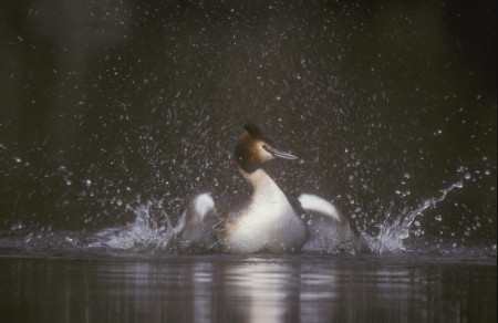 Great-crested grebe, Podiceps cristatus, single bird on waterの写真素材