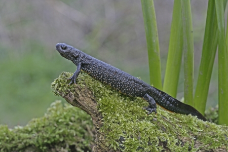 Great-crested newt, Triturus cristatus, single femaleの写真素材