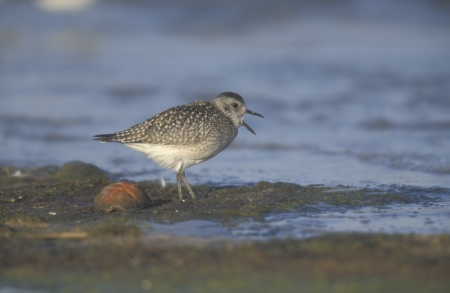 Grey plover, Pluvialis squatarola, single bird by water, Florida, USA の写真素材