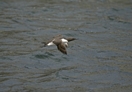 Guillemot, Uria aalge, single bird in flight, Northumberlandの写真素材