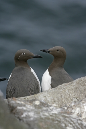 Guillemot, Uria aalge, two birds on rock, Northumberlandの写真素材