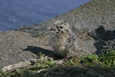 Herring gull, Larus argentatus, single chick on rock, Scotland