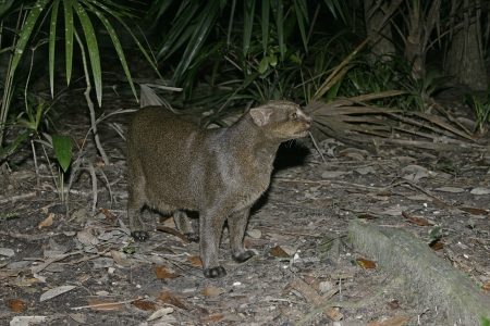 Jaguarundi, Herpailurus yaguarondi, single mammal on ground, In Belizeの写真素材