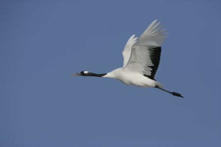 Red-crowned crane,  Japanese crane, Grus japonensis, single bird in flight,  Japanの写真素材